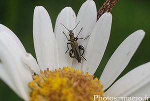 Oedemera flavipes